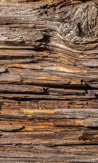 Dimex Tree Bark Fototapete 150x250cm 2-Bahnen | Yourdecoration.de