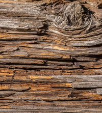 Dimex Tree Bark Fototapete 225x250cm 3-Bahnen | Yourdecoration.de