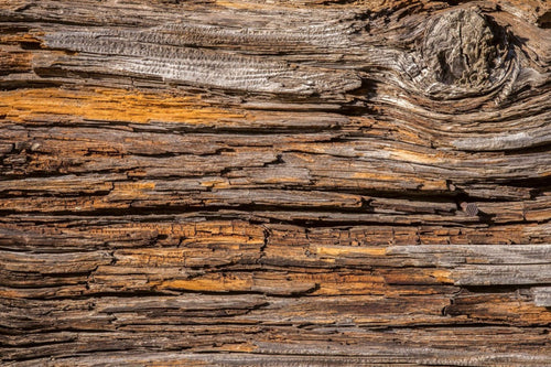 Dimex Tree Bark Fototapete 375x250cm 5-Bahnen | Yourdecoration.de