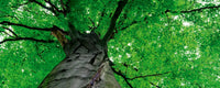 Dimex Treetop Fototapete 375x150cm 5-Bahnen | Yourdecoration.de