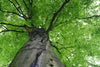 Dimex Treetop Fototapete 375x250cm 5-Bahnen | Yourdecoration.de