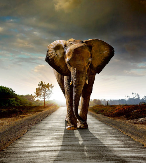 Dimex Walking Elephant Fototapete 225x250cm 3-Bahnen | Yourdecoration.de