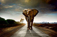 Dimex Walking Elephant Fototapete 375x250cm 5-Bahnen | Yourdecoration.de