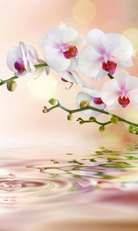 Dimex White Orchid Fototapete 150x250cm 2-Bahnen | Yourdecoration.de