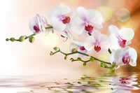 Dimex White Orchid Fototapete 375x250cm 5-Bahnen | Yourdecoration.de
