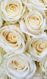 Dimex White Roses Fototapete 150x250cm 2-Bahnen | Yourdecoration.de