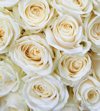 Dimex White Roses Fototapete 225x250cm 3-Bahnen | Yourdecoration.de