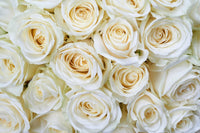 Dimex White Roses Fototapete 375x250cm 5-Bahnen | Yourdecoration.de