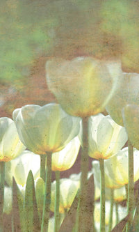 Dimex White Tulips Abstract Fototapete 150x250cm 2-bahnen | Yourdecoration.de