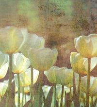 Dimex White Tulips Abstract Fototapete 225x250cm 3-bahnen | Yourdecoration.de