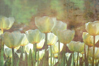 Dimex White Tulips Abstract Fototapete 375x250cm 5-bahnen | Yourdecoration.de