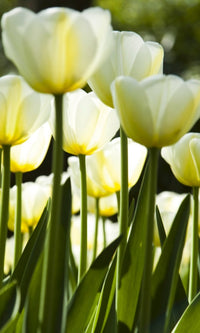 Dimex White Tulips Fototapete 150x250cm 2-Bahnen | Yourdecoration.de