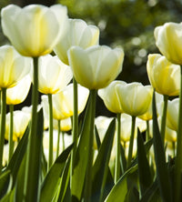 Dimex White Tulips Fototapete 225x250cm 3-Bahnen | Yourdecoration.de
