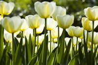 Dimex White Tulips Fototapete 375x250cm 5-Bahnen | Yourdecoration.de