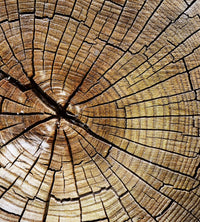 Dimex Wood Fototapete 225x250cm 3-Bahnen | Yourdecoration.de