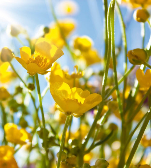 Dimex Yellow Flower Fototapete 225x250cm 3-Bahnen | Yourdecoration.de