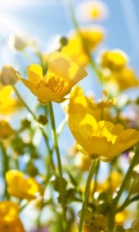Dimex Yellow Flowers Fototapete 150x250cm 2-Bahnen | Yourdecoration.de
