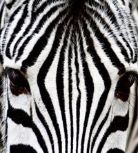 Dimex Zebra Fototapete 225x250cm 3-Bahnen | Yourdecoration.de