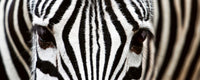 Dimex Zebra Fototapete 375x150cm 5-Bahnen | Yourdecoration.de