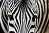 Dimex Zebra Fototapete 375x250cm 5-Bahnen | Yourdecoration.de