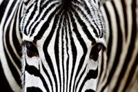 Dimex Zebra Fototapete 375x250cm 5-Bahnen | Yourdecoration.de