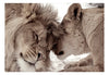 Fototapete - Lion Tenderness Sepia - Vliestapete