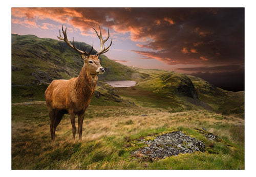 Fototapete - Deer on Hill - Vliestapete