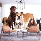 Fototapete - Dog Integration - Vliestapete