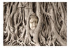 Fototapete - Buddhas Tree - Vliestapete