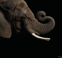 Komar African Elephant Vlies Fototapete 300X280Cm 6 Teile | Yourdecoration.de