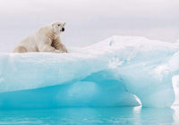 Komar Arctic Polar Bear Vlies Fototapete 400x280cm 8-Bahnen | Yourdecoration.de