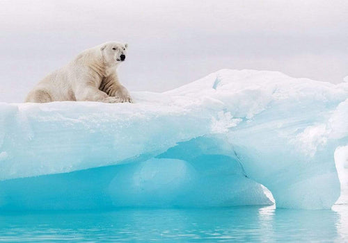 Komar Arctic Polar Bear Vlies Fototapete 400x280cm 8-Bahnen | Yourdecoration.de