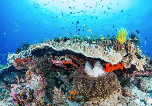 Komar Coral Reef Vlies Fototapete 400x280cm 8-Bahnen | Yourdecoration.de