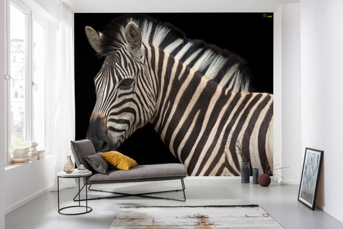 Komar Damara Zebra Vlies Fototapete 400X280Cm 6 Teile Interieur | Yourdecoration.de