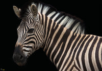 Komar Damara Zebra Vlies Fototapete 400X280Cm 6 Teile | Yourdecoration.de