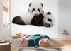 Komar Giant Panda Vlies Fototapete 300X280Cm 6 Teile Interieur | Yourdecoration.de