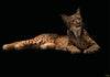 Komar Iberische Lynx Vlies Fototapete 400X280Cm 6 Teile | Yourdecoration.de