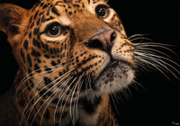 Komar Javan Tiger Vlies Fototapete 400X280Cm 6 Teile | Yourdecoration.de