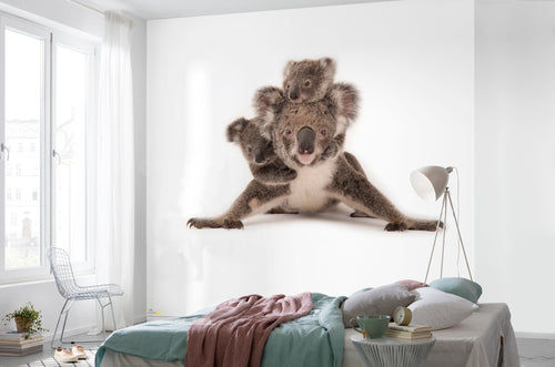 Komar Koala Vlies Fototapete 300X280Cm 6 Teile Interieur | Yourdecoration.de