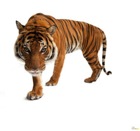 Komar Tiger Vlies Fototapete 300X280Cm 6 Teile | Yourdecoration.de