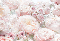 Komar Vlies Fototapete 8 976 Spring Roses | Yourdecoration.de