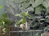 Komar Vlies Fototapete Inx6 036 Emerald Flowers Detail | Yourdecoration.de