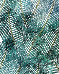 Komar Palm Canopy Vlies Fototapete 200x250cm 2-bahnen | Yourdecoration.de