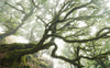 Komar The Forgotten Forest Vlies Fototapete 400x250cm 4-bahnen | Yourdecoration.de