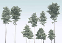 Komar Pines Vlies Fototapete 400x280cm 4-bahnen | Yourdecoration.de