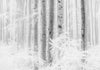 Komar Winter Wood Vlies Fototapete 400x280cm 4-bahnen | Yourdecoration.de