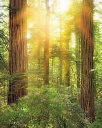 Komar Redwood Vlies Fototapete 200x250cm 2-bahnen | Yourdecoration.de