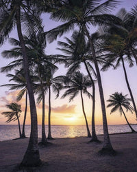Komar Palmtrees on Beach Vlies Fototapete 200x250cm 2-bahnen | Yourdecoration.de