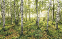 Komar Birch Trees Vlies Fototapete 400x250cm 4-bahnen | Yourdecoration.de
