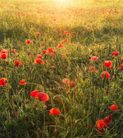 Komar Poppy World Vlies Fototapete 250x280cm 5-bahnen | Yourdecoration.de